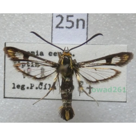 Chamaesphecia empiformis (Esper, 1783) Czech25n